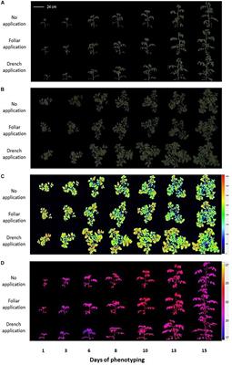 A Combined Phenotypic and Metabolomic Approach for Elucidating the Biostimulant Action of a Plant-Derived Protein Hydrolysate on Tomato Grown Under Limited Water Availability